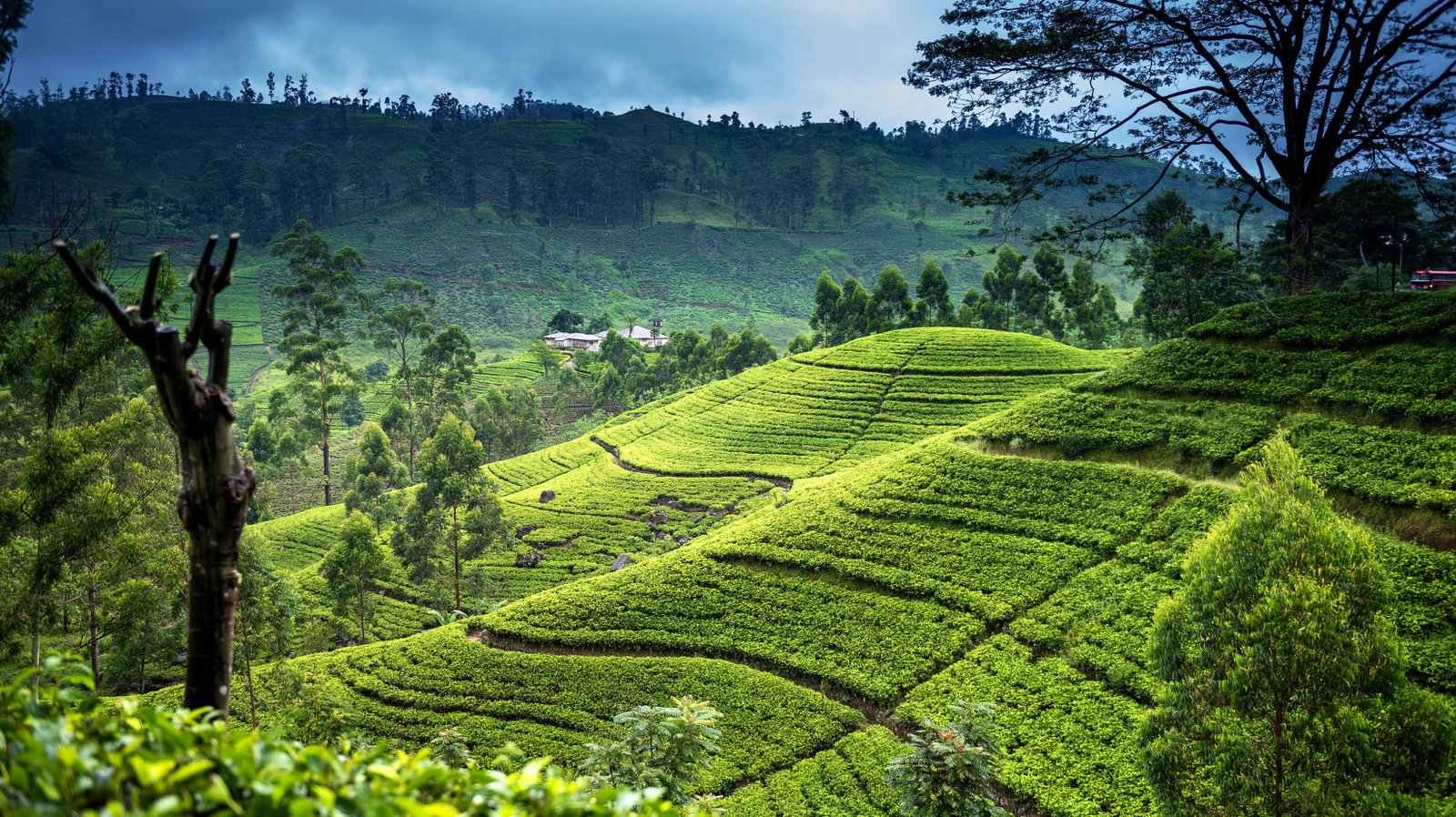 Nuwara Eliya